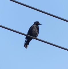 Corvus frugilegus