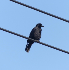 Corvus frugilegus