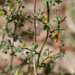Bossiaea obcordata