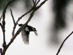 Dendrocopos major