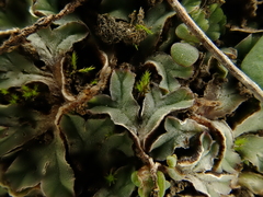 Riccia beyrichiana