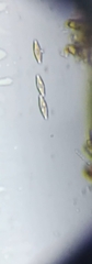 Brachysiraceae