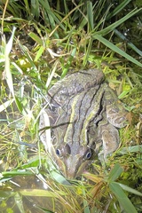 Leptodactylus luctator