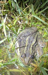 Leptodactylus luctator