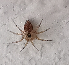 Oecobius maculatus