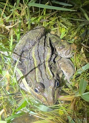 Leptodactylus luctator