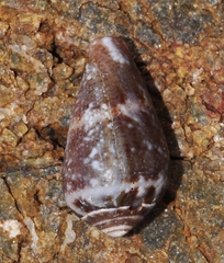 Conus ventricosus