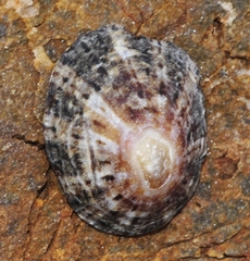 Patella rustica