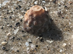 Bembicium auratum
