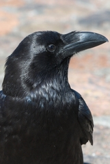 Corvus corax tingitanus