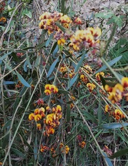 Daviesia corymbosa