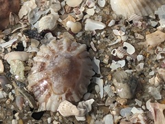 Siphonaria denticulata