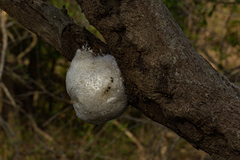 Chiromantis xerampelina