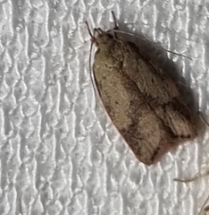 Oligoloba severa