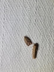 Oligoloba severa