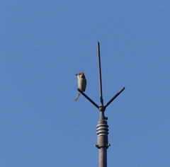 Lanius bucephalus