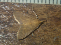 Crypsiptya coclesalis