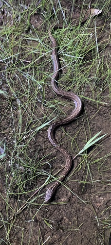 Coastal House Snake