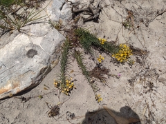 Lebeckia