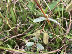 Cajanus scarabaeoides