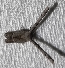 Phazaca interrupta