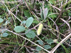 Cajanus scarabaeoides