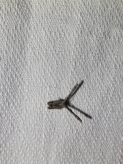 Phazaca interrupta