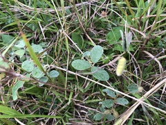 Cajanus scarabaeoides