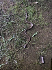 Mesotes strigatus