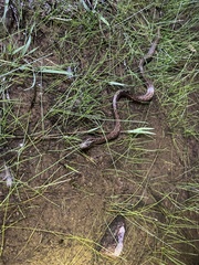 Mesotes strigatus