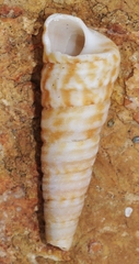Turritella turbona