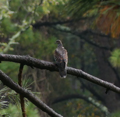 Streptopelia orientalis