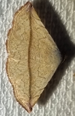 Eublemma perversicolor