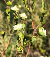 Pimelea flava