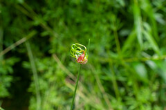 Allium vineale compactum