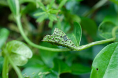 Puccinia cribrata