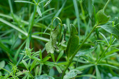 Puccinia cribrata