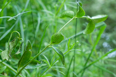 Puccinia cribrata