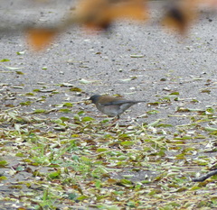 Turdus pallidus