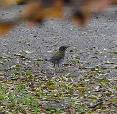 Turdus pallidus