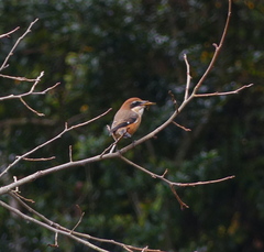 Lanius bucephalus