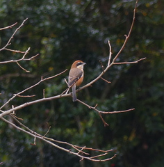 Lanius bucephalus
