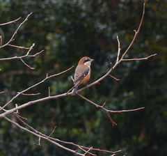 Lanius bucephalus