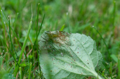 Puccinia violae