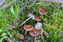 Gymnopus ocior