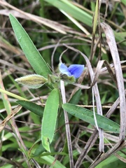 Crotalaria sessiliflora