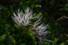Pterula multifida
