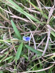 Crotalaria sessiliflora