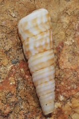 Turritella turbona