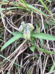 Crotalaria sessiliflora